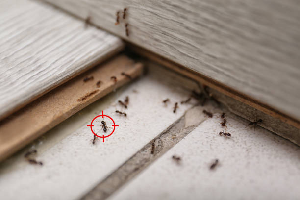 Best Emergency Pest Control  in Poinciana, FL