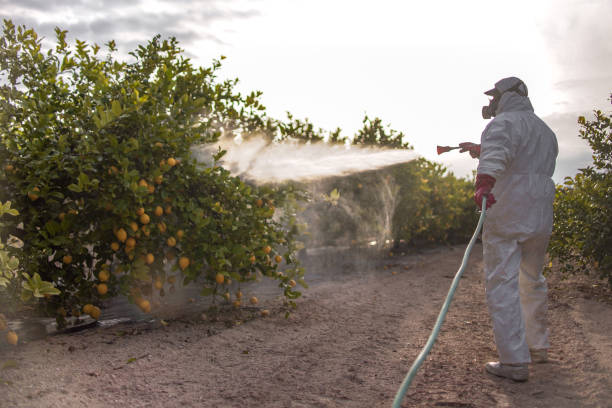 Best Pest Control Near Me  in Poinciana, FL