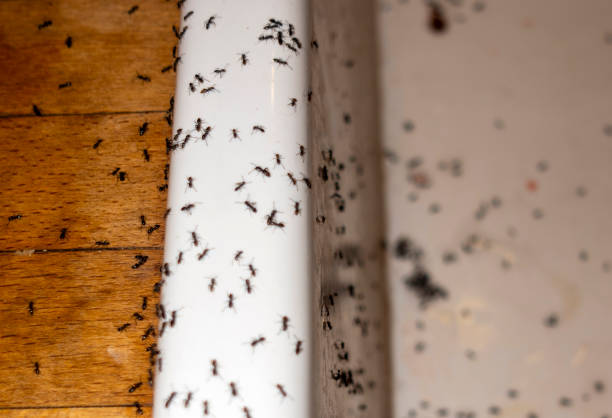 Best Affordable Pest Control Services  in Poinciana, FL