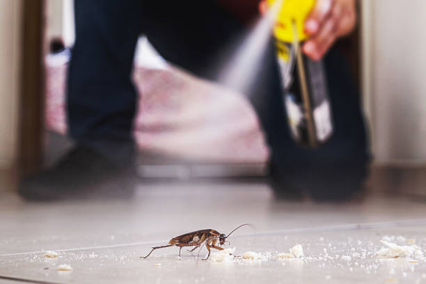 Best Flea Control Services  in Poinciana, FL