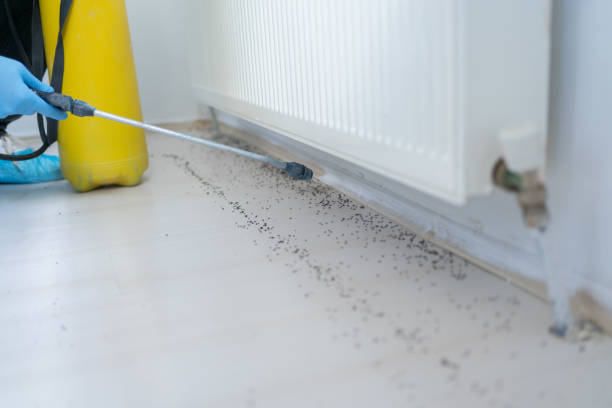 Best Pest Prevention Services  in Poinciana, FL